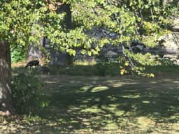 The Cardinal Lodge- A Riverside Retreat